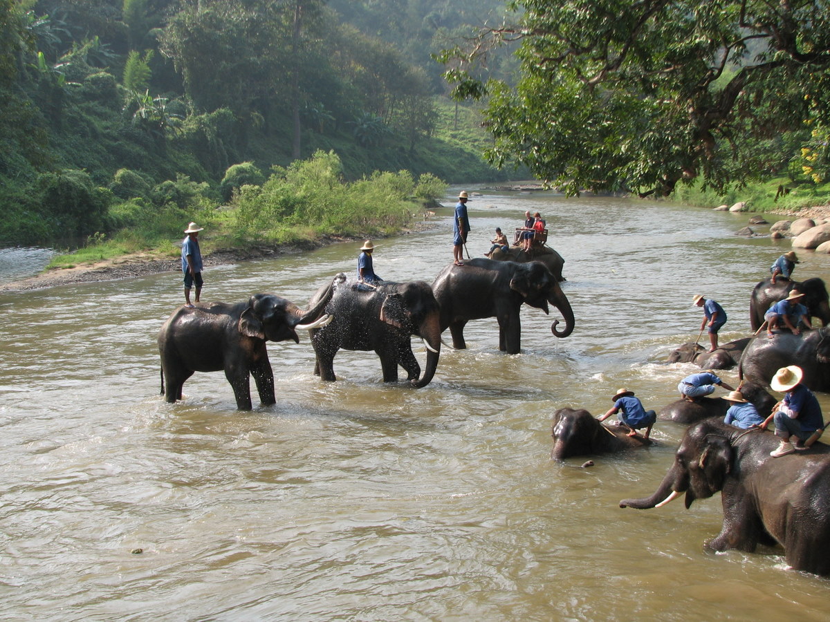 Maesa Elephant Camp, Chiang Mai