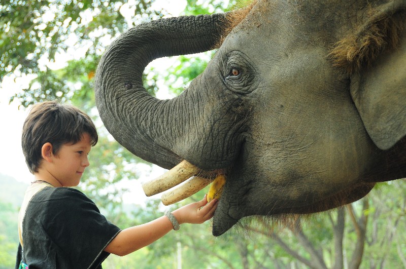 Elephant camp for day tour